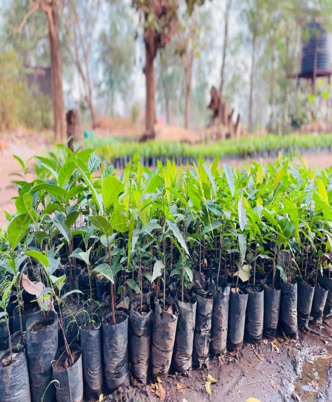 Seedlings planted for the Hope Shade